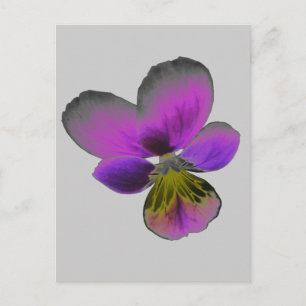 Pansy Wild Dark Purple Postcard