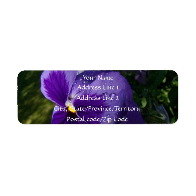 Pansy with Water Droplets (Front)