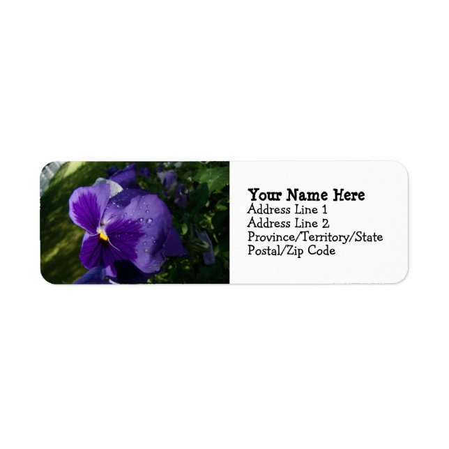 Pansy with Water Droplets (Front)