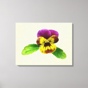 Pansy With Welcoming Arms Canvas Print