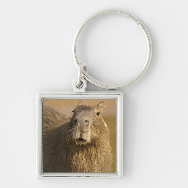 Pantanal, Brazil, Capybara, Hydrochoerus Key Ring (Front)