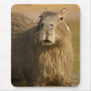 Pantanal, Brazil, Capybara, Hydrochoerus Mouse Mat