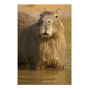 Pantanal, Brazil, Capybara, Hydrochoerus Photo Print