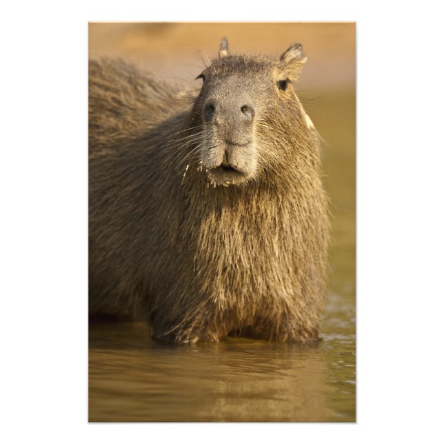 Pantanal, Brazil, Capybara, Hydrochoerus Photo Print (Front)