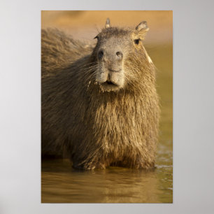 Pantanal, Brazil, Capybara, Hydrochoerus Poster