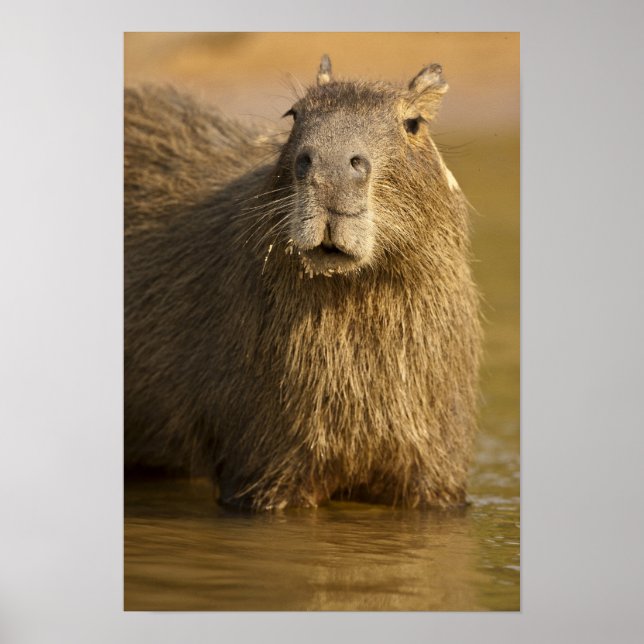 Pantanal, Brazil, Capybara, Hydrochoerus Poster (Front)
