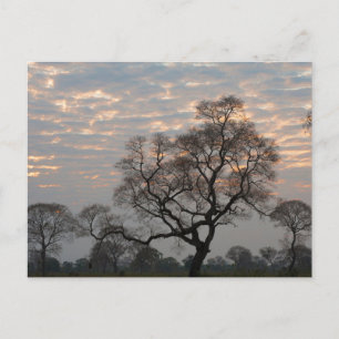 Pantanal Wetlands   South America, Brazil Postcard