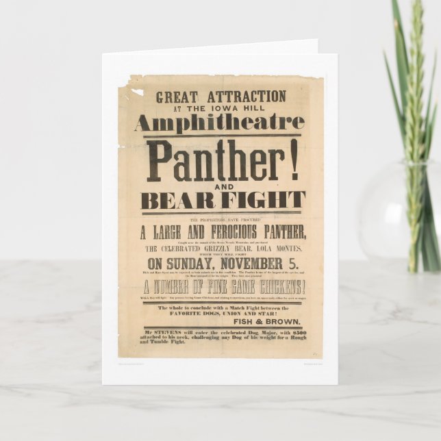 Panther and Bear Fight Advertisement (1293A) Card (Front)