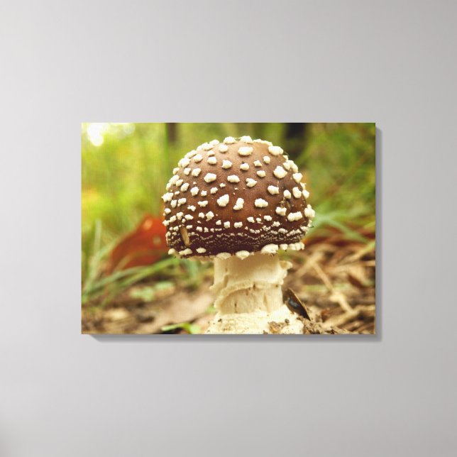 Panther Cap Mushroom Canvas Print (Front)