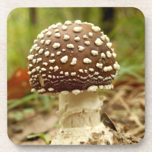 Panther Cap Mushroom Hard Plastic Coasters