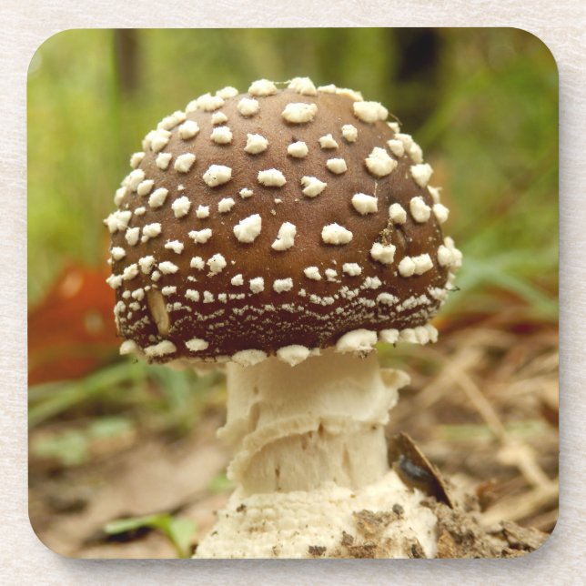 Panther Cap Mushroom Hard Plastic Coasters (Front)