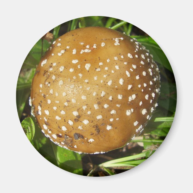 Panther Cap Mushroom Magnet (Front)