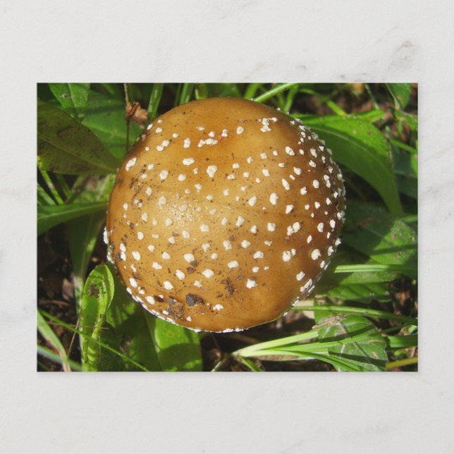 Panther Cap Mushroom Postcard (Front)