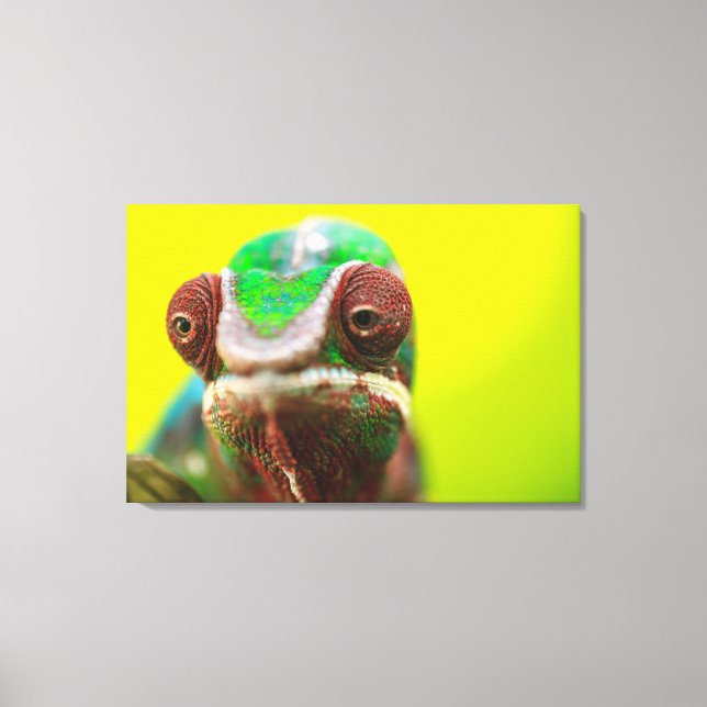 Panther Chameleon, Madagascar Canvas Print (Front)