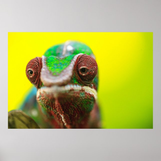 Panther Chameleon, Madagascar Poster (Front)