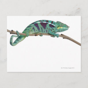 Panther Chameleon Nosy Be (Furcifer pardalis) Postcard