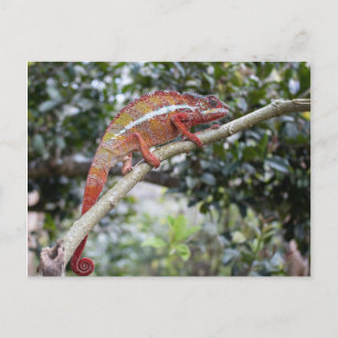 Panther chameleon postcard