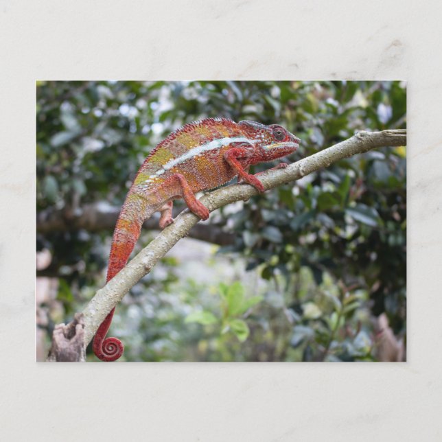 Panther chameleon postcard (Front)