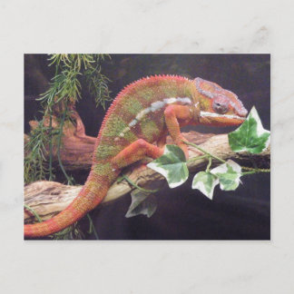 Panther Chameleon Postcard