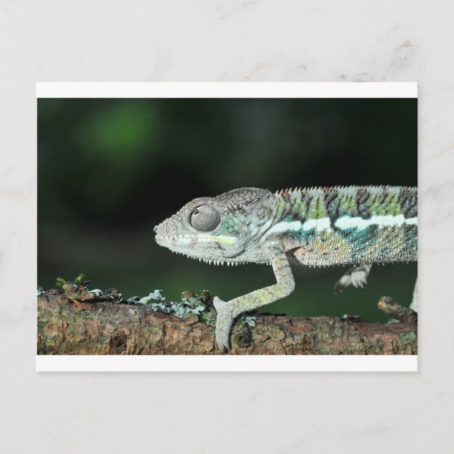 panther chameleon postcard (Front)