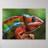 Panther chameleon 