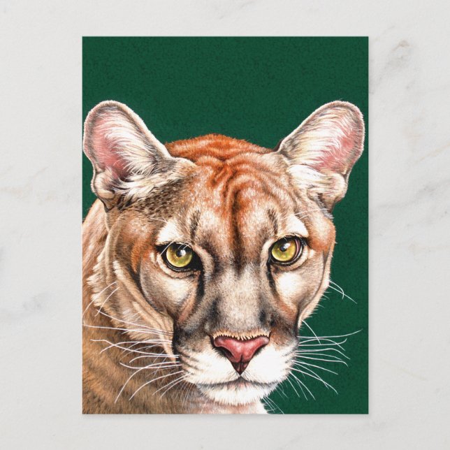 Panther Portrait Postcard (Front)