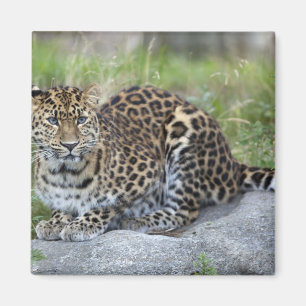 Panthera pardus orientalis magnet