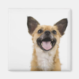 Panting dog magnet