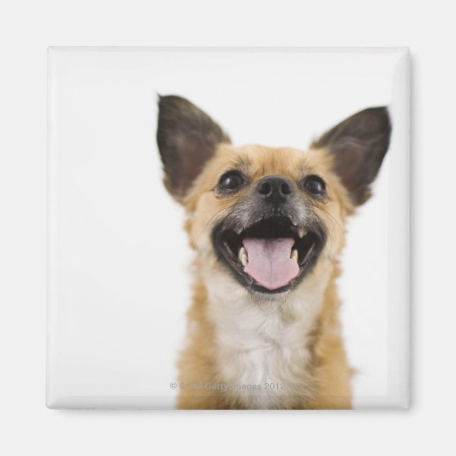 Panting dog magnet (Front)