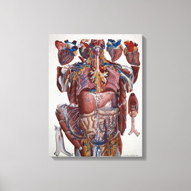 Paolo Mascagni Illustration of Human Viscera Canvas Print (Front)