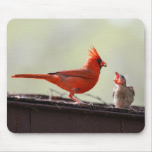 Papa and Baby Cardinal 1