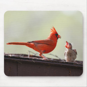Papa and Baby Cardinal 1 Mouse Mat