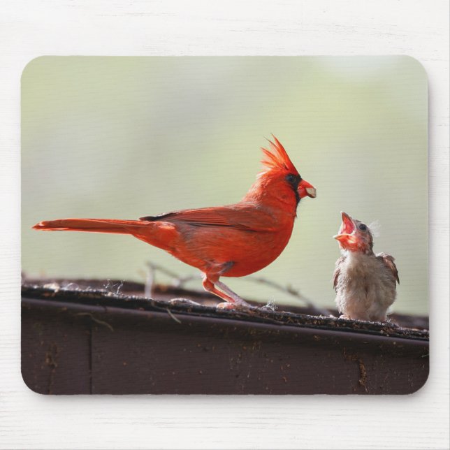 Papa and Baby Cardinal 1 Mouse Mat (Front)