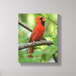 Papa Cardinal Singing! Canvas Print