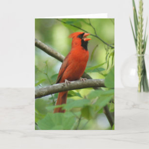 Papa Singing! Card