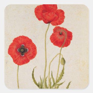 Papavar rhoeas, c.1568 square sticker