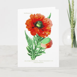 Papaver bracteatum card