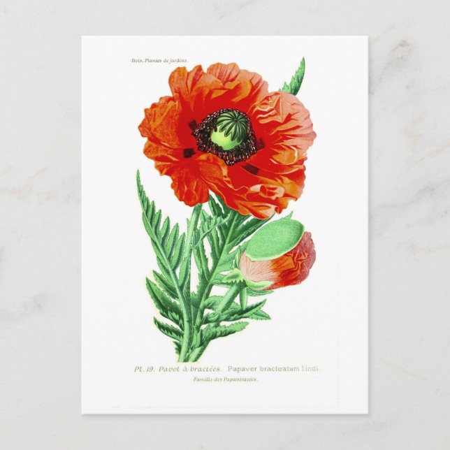 Papaver bracteatum postcard (Front)