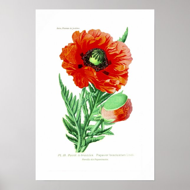 Papaver bracteatum poster (Front)