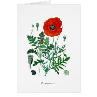 Papaver rhoeas