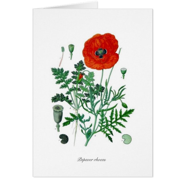 Papaver rhoeas (Front)