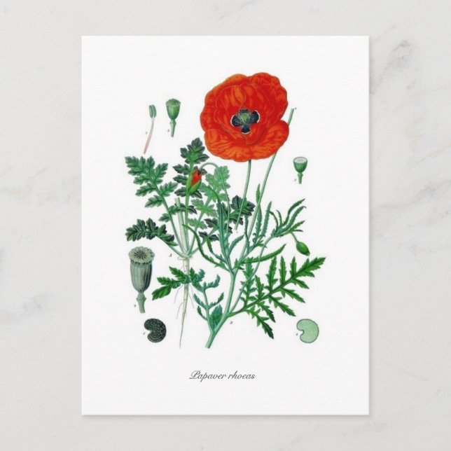 Papaver rhoeas postcard (Front)