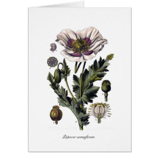 Papaver somniferum
