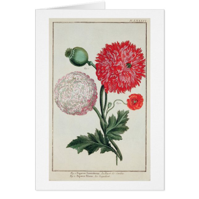 Papaver somniferum and Papaver rheas engraved by G (Front)