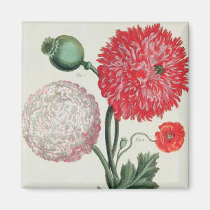 Papaver somniferum and Papaver rheas engraved by G Magnet