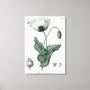 Papaver Somniferum from 'Phytographie Medicale' by Canvas Print