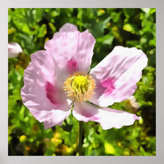 Papaver Somniferum Pink Poppy Art Poster