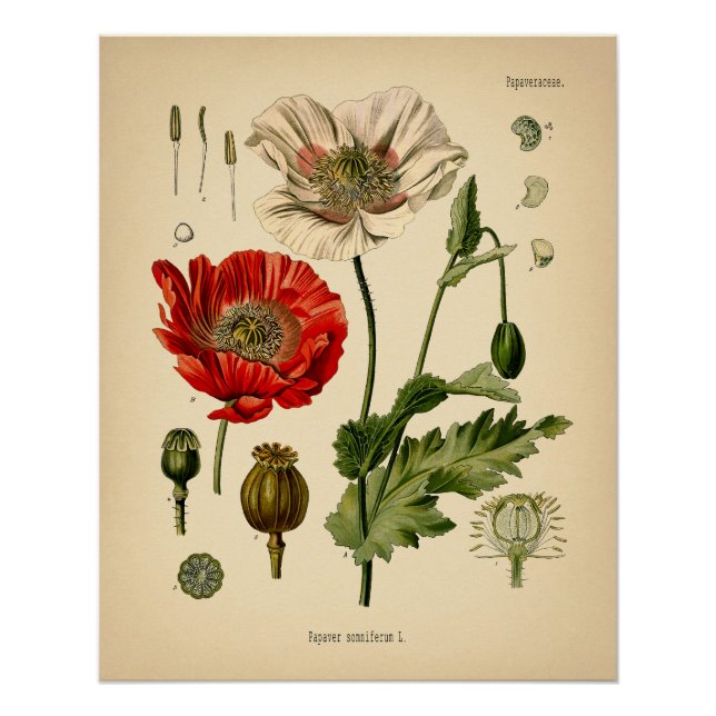 Papaver Somniferum - Poppy Poster (Front)