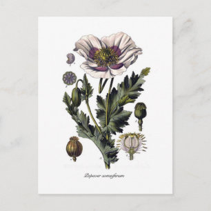 Papaver somniferum postcard