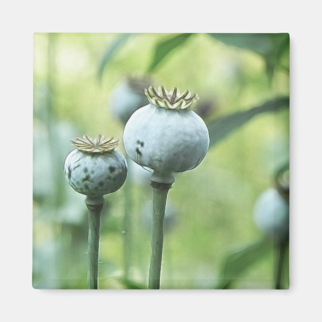 Papaver Somniferum Seed Heads Magnet (Front)